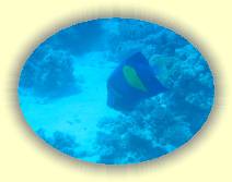 IMG_2007_05_27 14_39_30 * 2272 x 1704 * (349KB)